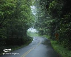 Misty Forest Path
